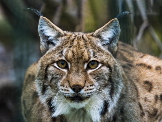 luchs frontal blick 2020-01-03 luchs frontal blick 2020-01-03