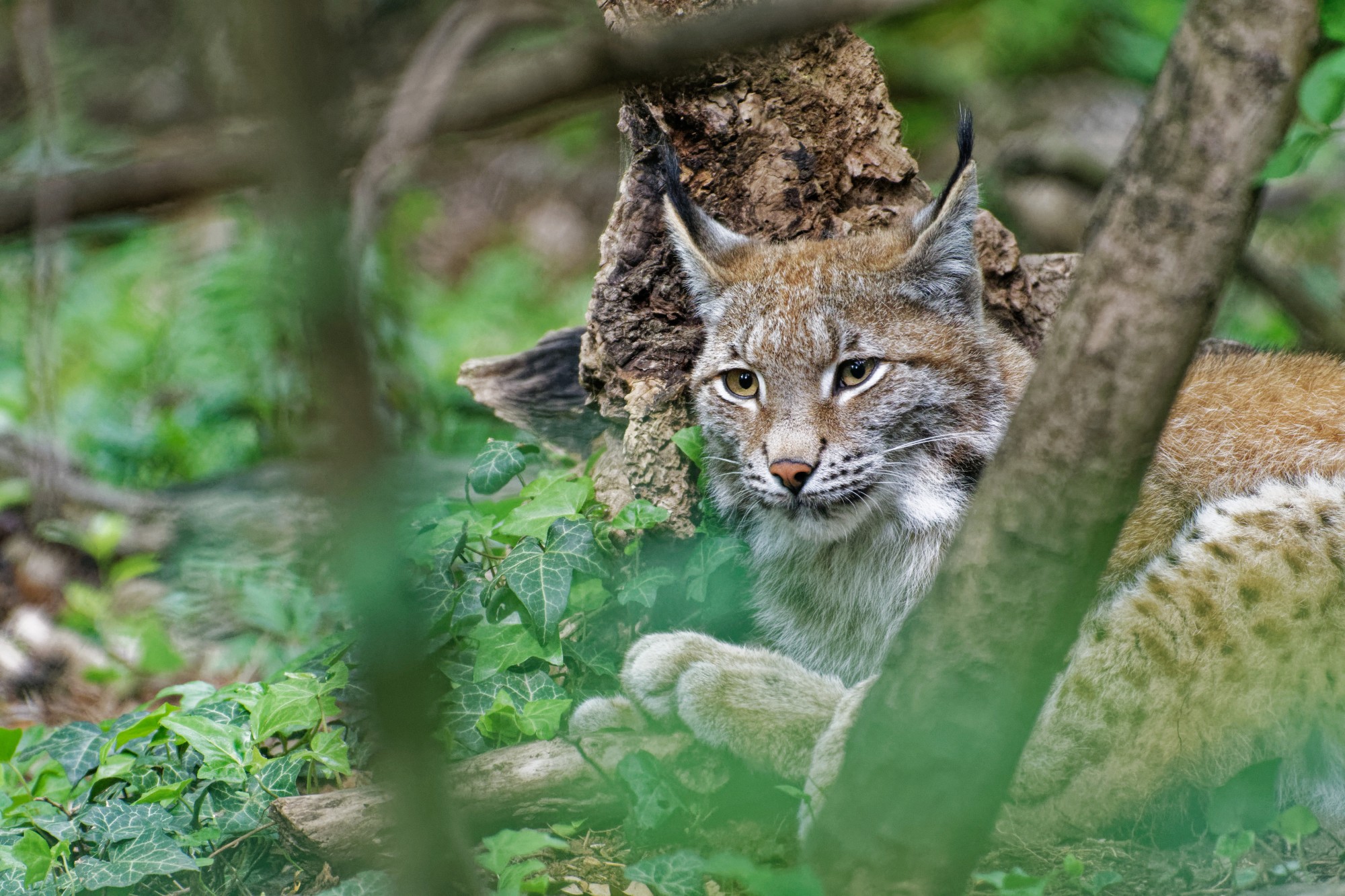 lynx lynx 2021-05-16 lynx lynx 2021-05-16