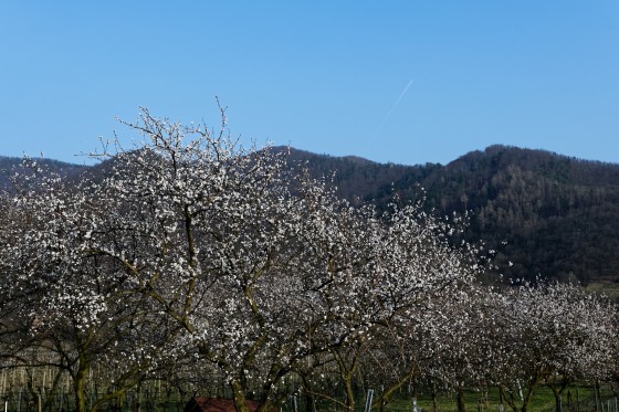 marillenblüte bäume wachau 