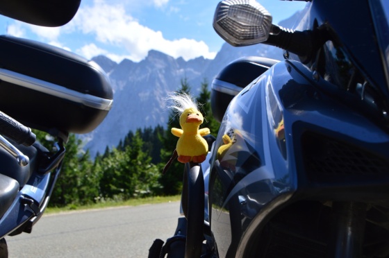 mausente auf motorrad mausente auf motorrad
