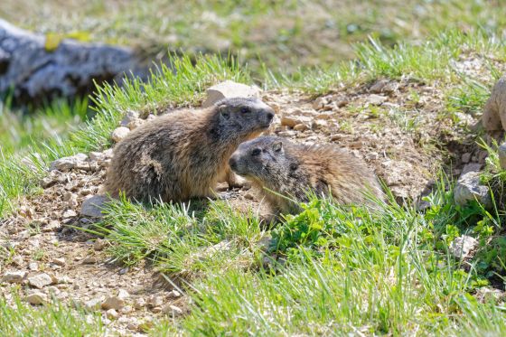 murmeltiere hohe weichsel 2020-06-11