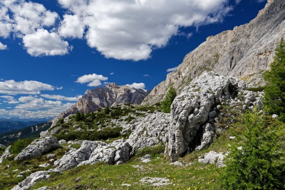 passo valparole mit blümchen 2020-07-20 passo valparole mit blümchen 2020-07-20