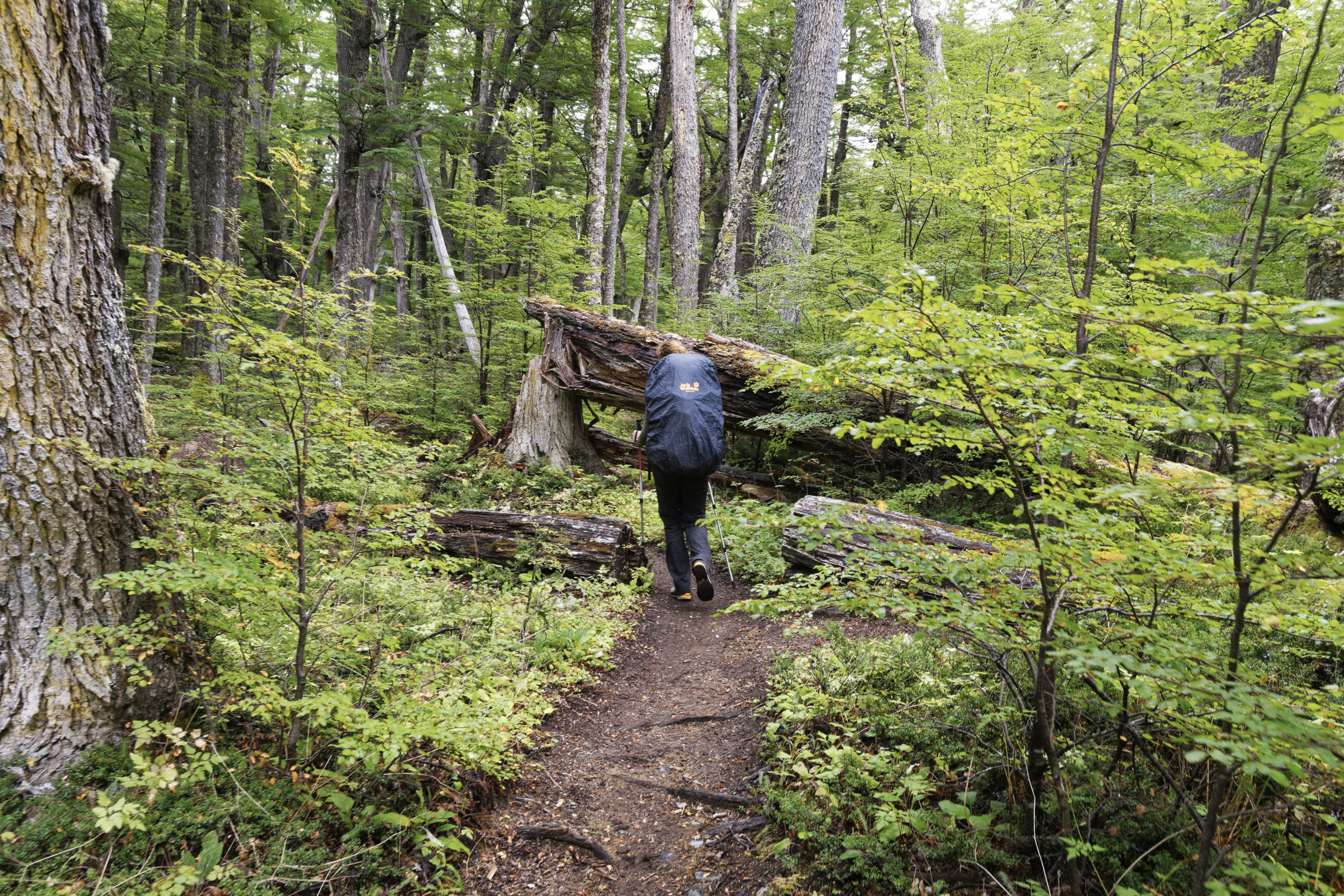 pfad durch den wald nach los perros 2022-02-09 pfad durch den wald nach los perros 2022-02-09