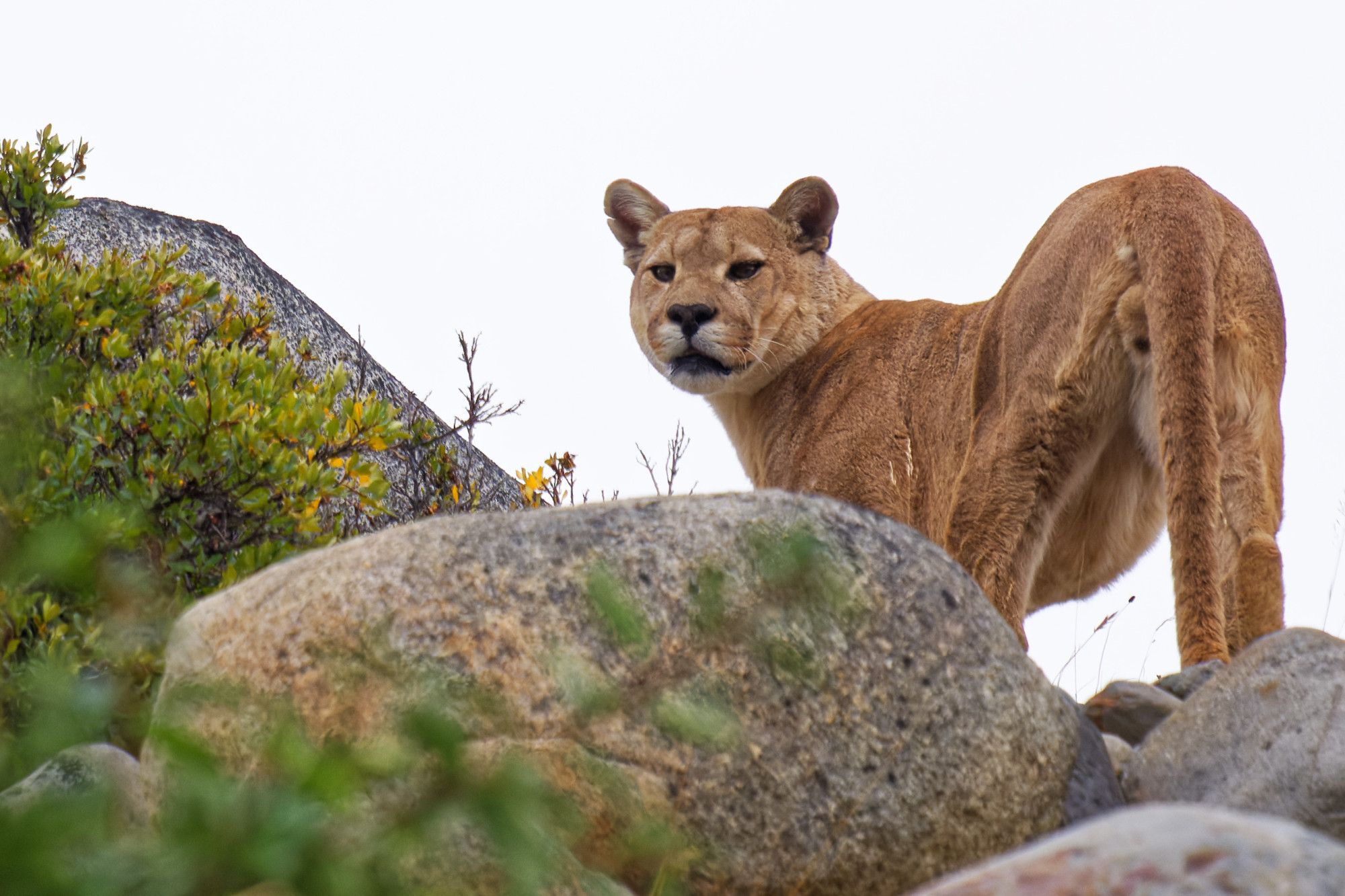 puma concolor 2022-02-14 puma concolor 2022-02-14