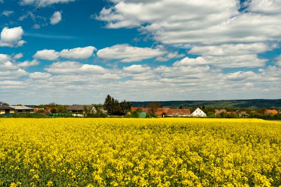 rapsfeld waldviertel 2020-04-26 rapsfeld waldviertel 2020-04-26