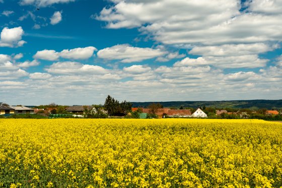 rapsfeld waldviertel 2020-04-26