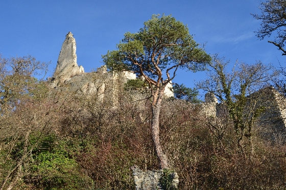 ruine dürnstein hinter baum ruine dürnstein hinter baum