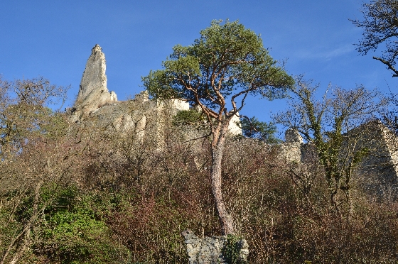 ruine dürnstein hinter baum 