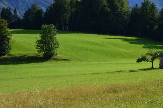 sattes grün der felder vorm haus