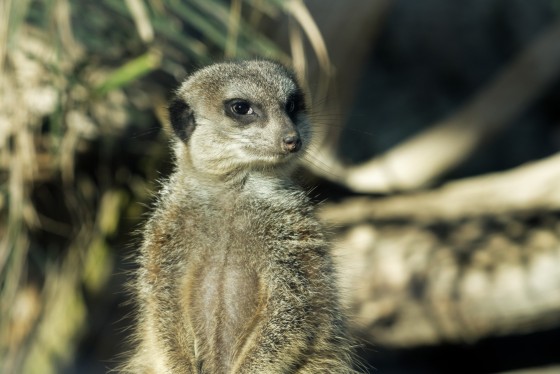 tiere schönbrunn 10 tiere schönbrunn 10
