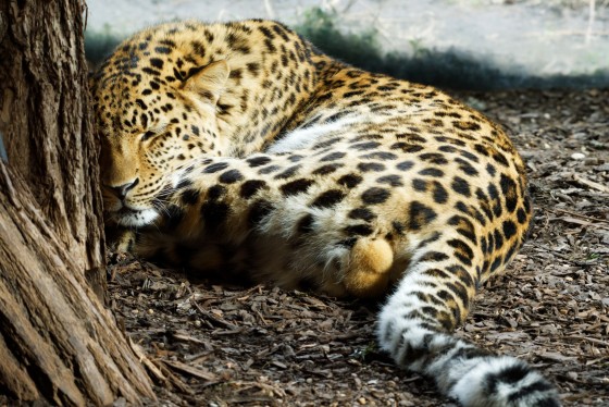 tiere schönbrunn 1 tiere schönbrunn 1