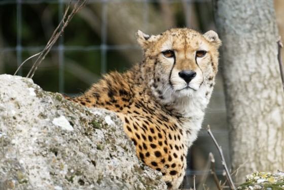 tiere schönbrunn 2 