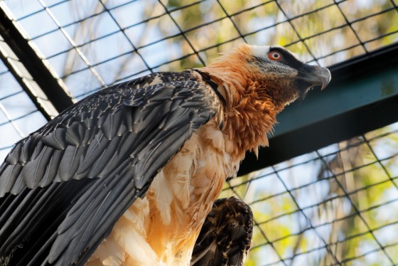 tiere schönbrunn 8 tiere schönbrunn 8