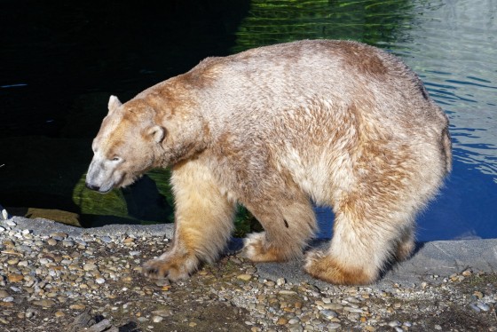 tiere schönbrunn 9 