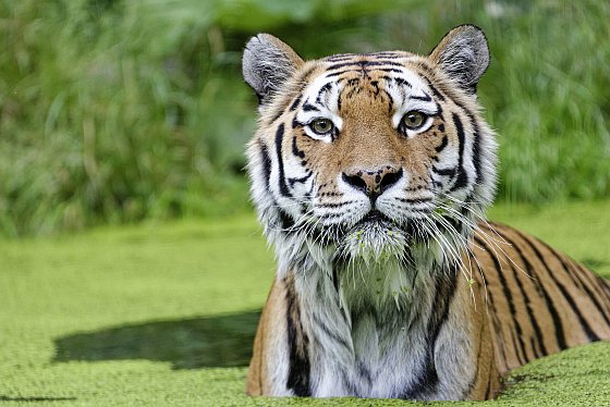 tiger zoo schönbrunn 2020-05-30