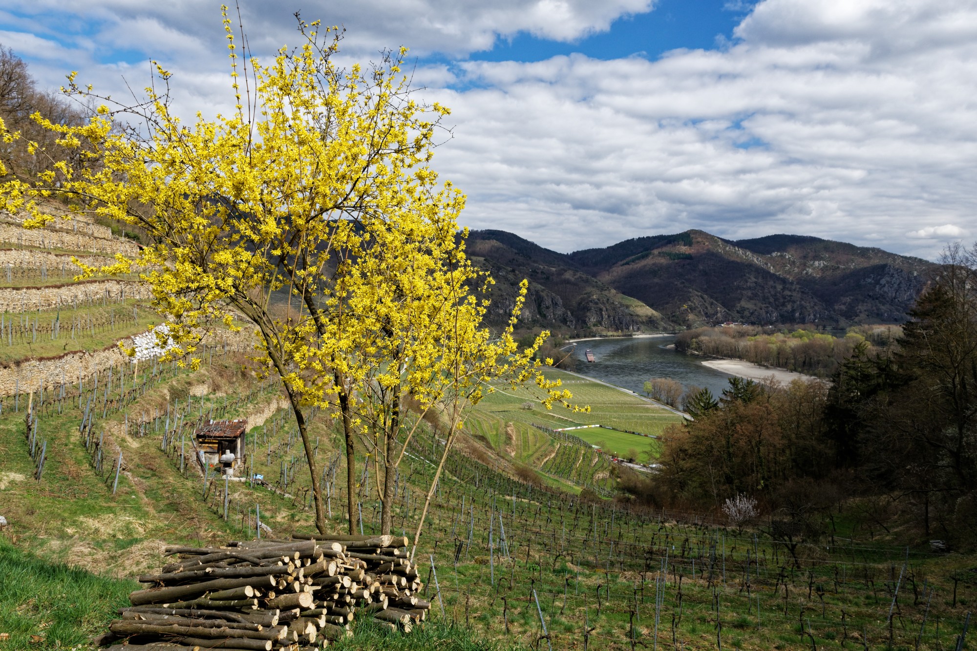 wachau weinberge mit blüten 2021-04-21 wachau weinberge mit blüten 2021-04-21
