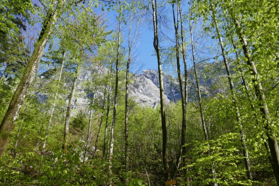 wald und schnee wald und schnee