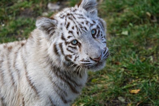 weisse tiger im kameltheater kernhof 2019-10-19 weisse tiger im kameltheater kernhof 2019-10-19
