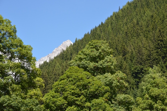 weisser dachstein hinter grünen bäumen weisser dachstein hinter grünen bäumen