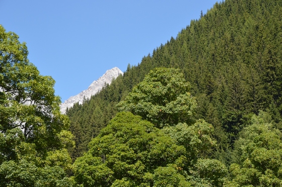 weisser dachstein hinter grünen bäumen 