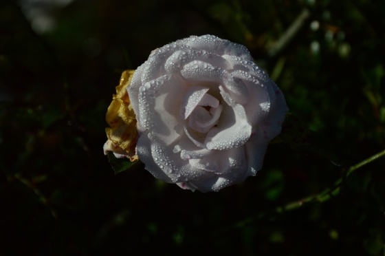 weisse rose mit morgentau 